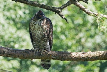 Mountain Hawk-Eagle Unknown Spots Sat, 9/5/2020