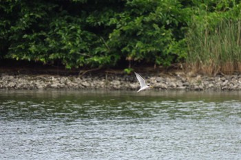 Little Tern Tokyo Port Wild Bird Park Sun, 6/12/2016