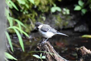 シジュウカラ 西湖野鳥の森公園 2020年9月5日(土)