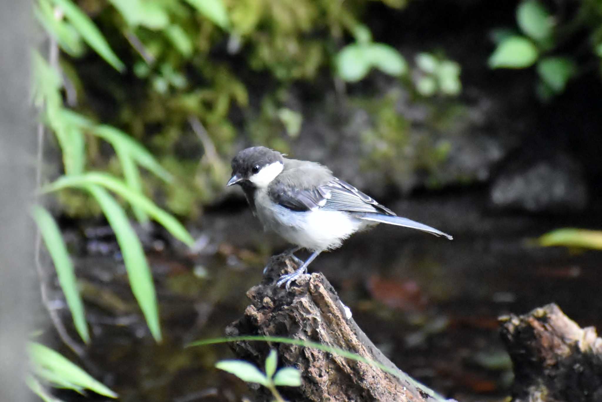 Photo of Japanese Tit at 西湖野鳥の森公園 by 塩コンブ