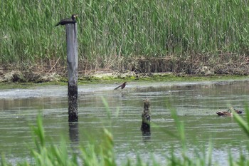 Chinese Pond Heron Tokyo Port Wild Bird Park Sun, 6/12/2016