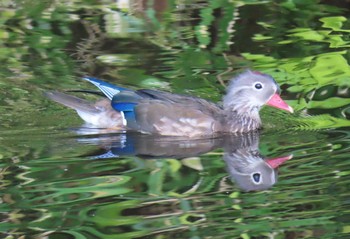 Sun, 9/6/2020 Birding report at Aobayama Park