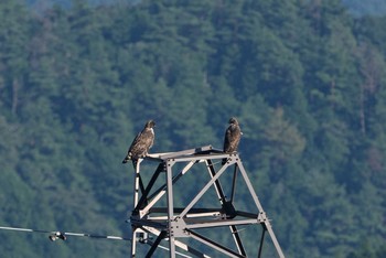 Mountain Hawk-Eagle Unknown Spots Sat, 9/5/2020