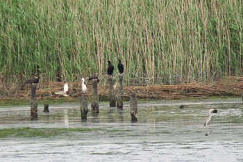 Chinese Pond Heron Tokyo Port Wild Bird Park Sun, 6/12/2016