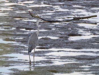 2020年8月30日(日) 千住桜木自然地 (東京都足立区)の野鳥観察記録