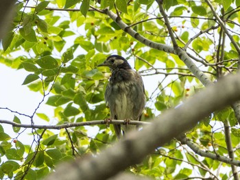 White-cheeked Starling 千住桜木自然地 (東京都足立区) Sun, 8/30/2020