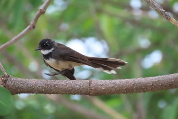 Malaysian Pied Fantail Sattahip Chonburi Sun, 9/6/2020