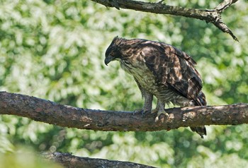 Mountain Hawk-Eagle Unknown Spots Sat, 9/5/2020