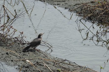 White-cheeked Starling 倉敷市藤戸町 Sun, 9/6/2020