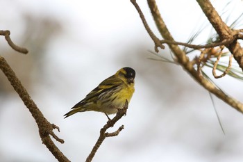 Eurasian Siskin Hegura Island Fri, 5/6/2016