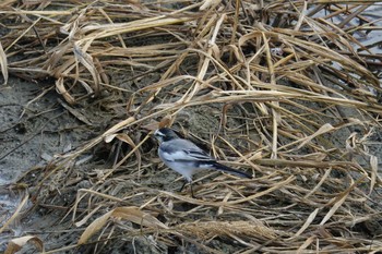 White Wagtail 倉敷市藤戸町 Sun, 9/6/2020