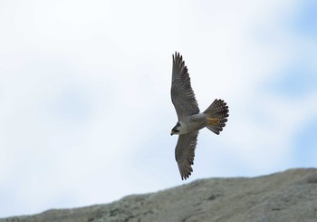 Peregrine Falcon Unknown Spots Wed, 5/13/2015