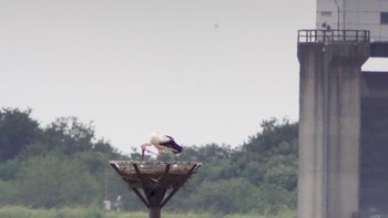 2020年9月6日(日) 渡瀬遊水池の野鳥観察記録