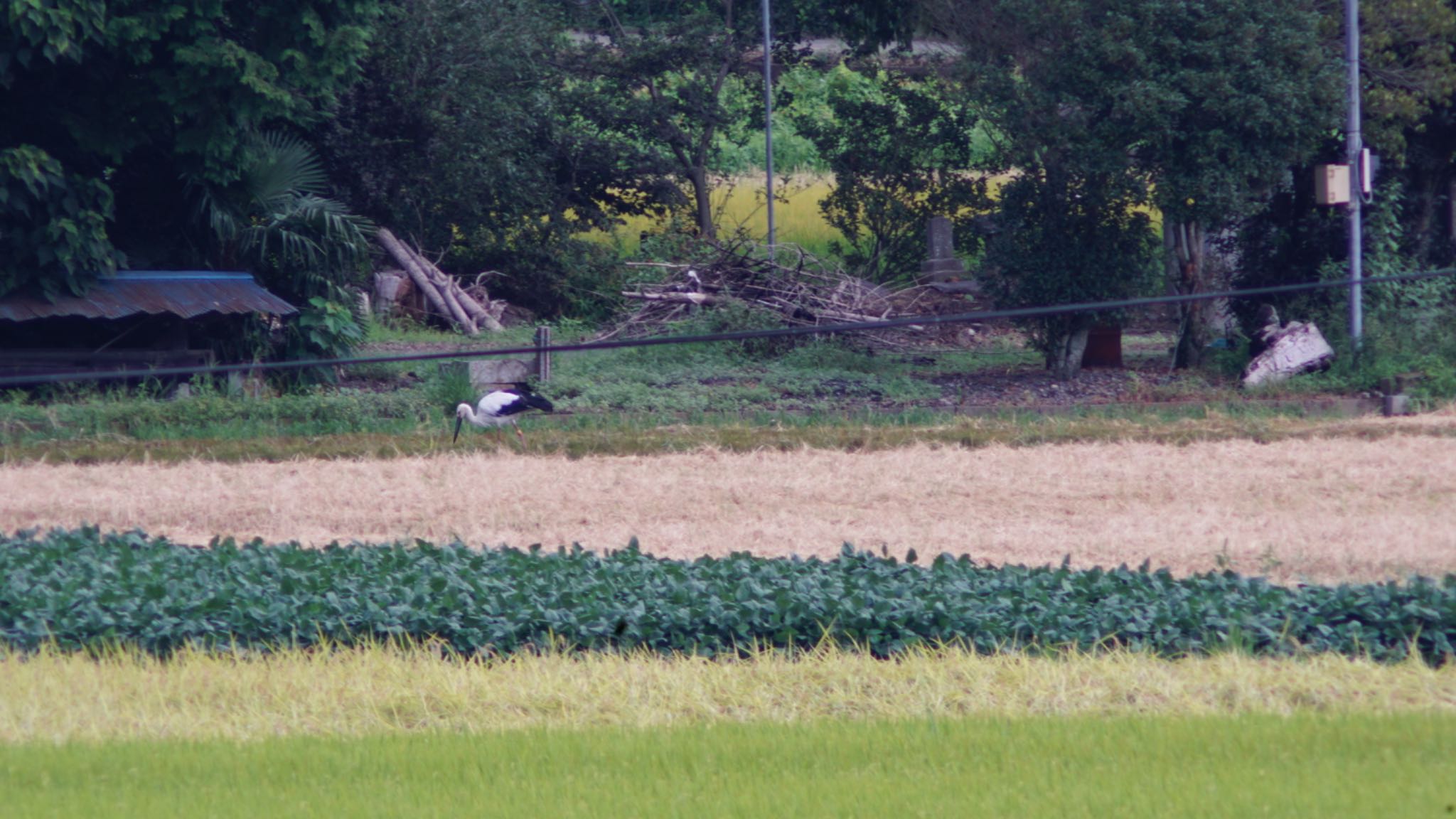 コウノトリ