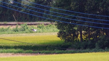 コウノトリ 渡良瀬遊水地 2020年9月6日(日)