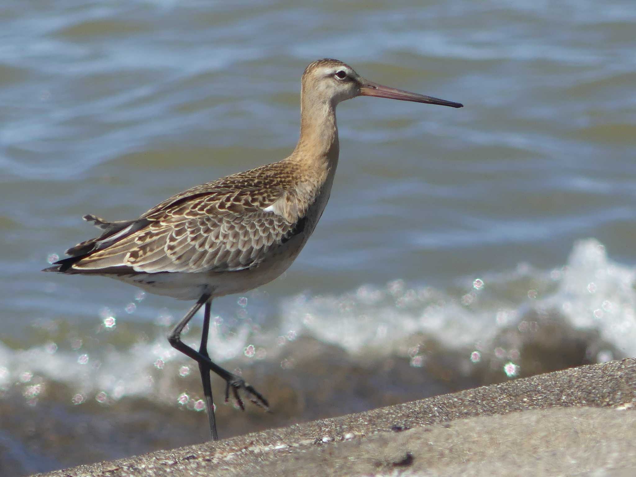 Bar-tailed Godwit