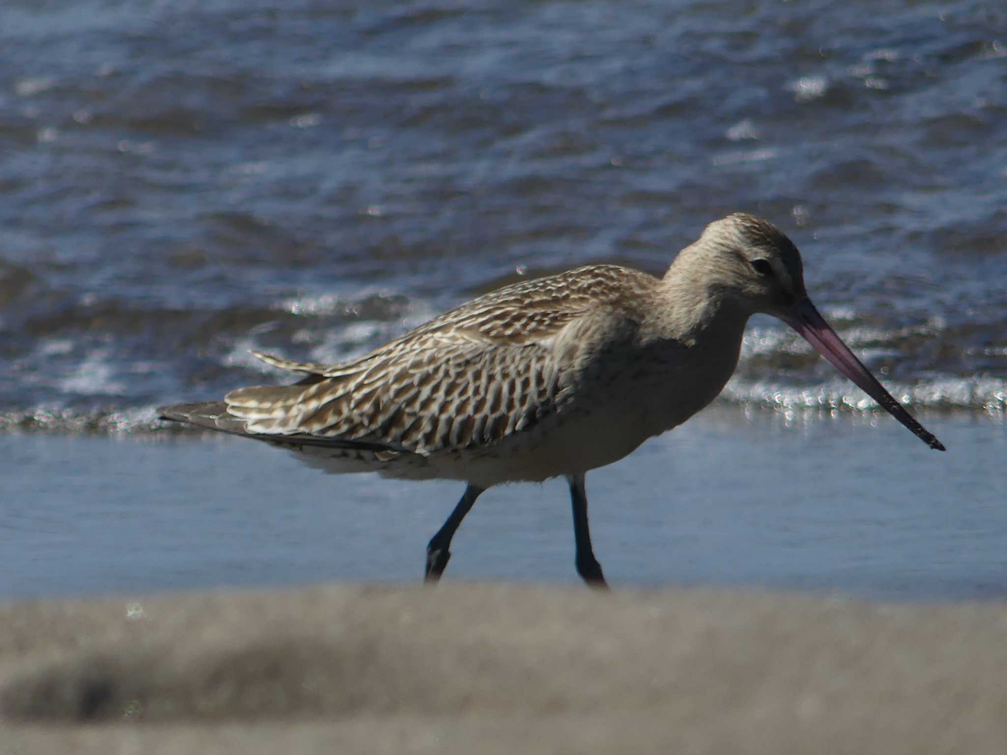 Bar-tailed Godwit