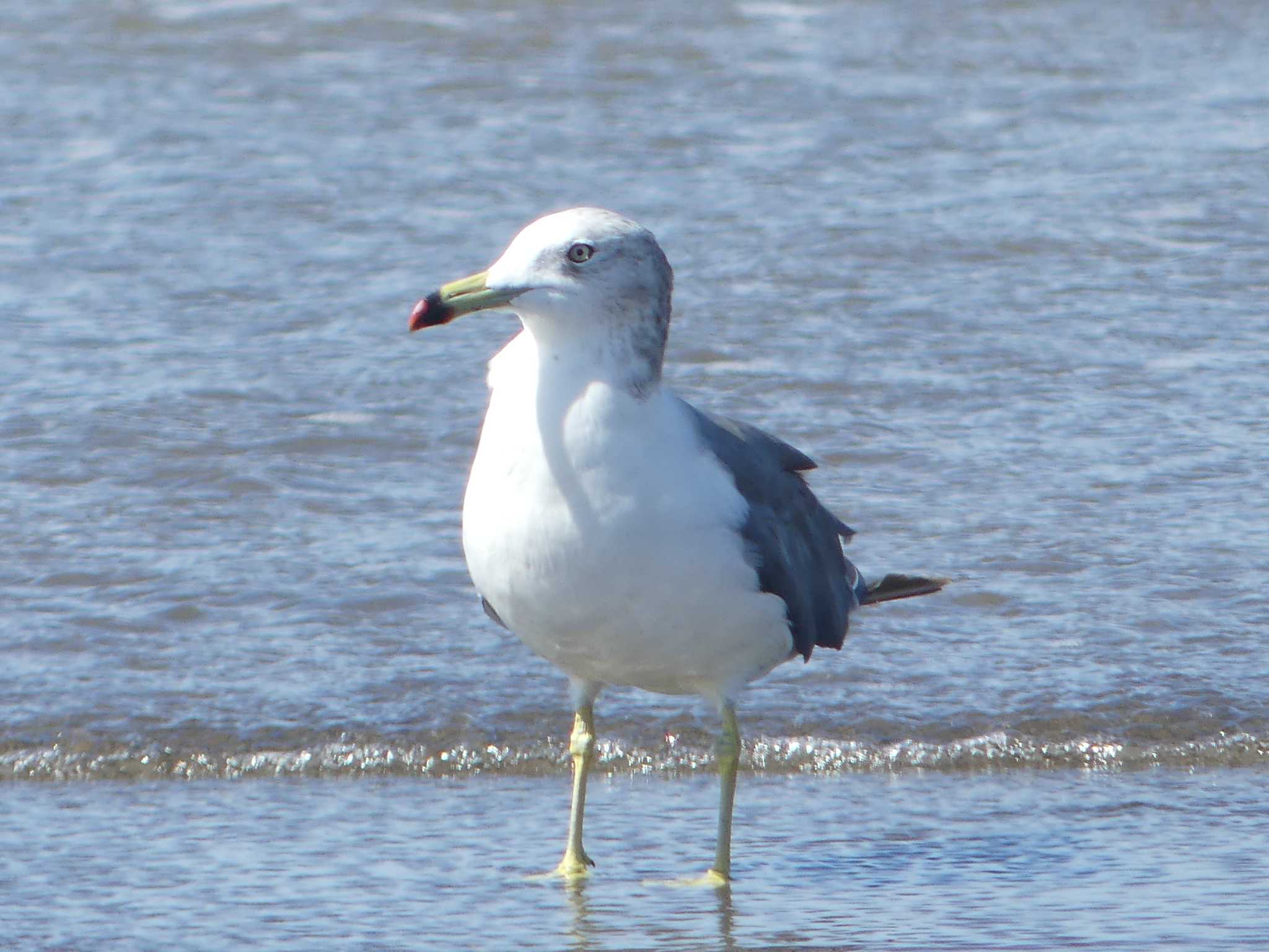 Black-tailed Gull