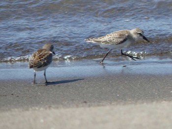 Sun, 9/6/2020 Birding report at 石狩川河口