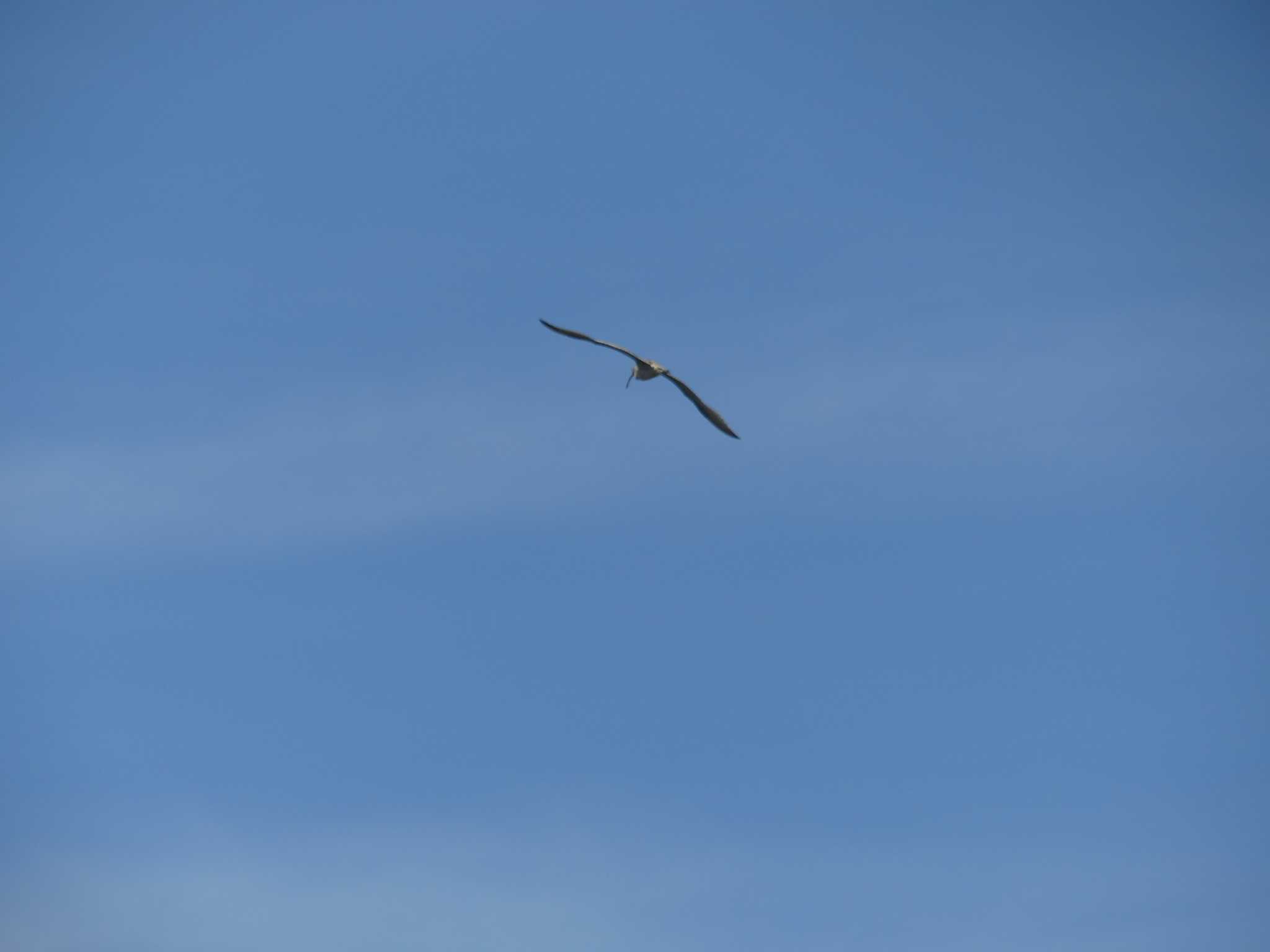 Eurasian Curlew