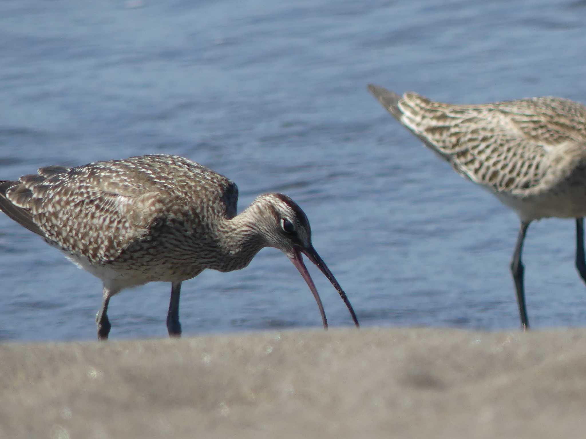 Eurasian Whimbrel