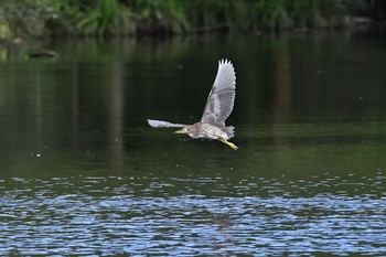 Black-crowned Night Heron 栃木県 Sun, 9/6/2020