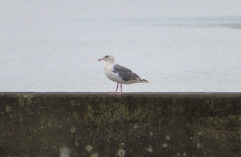 Sun, 9/6/2020 Birding report at 宮城県 鳥の海