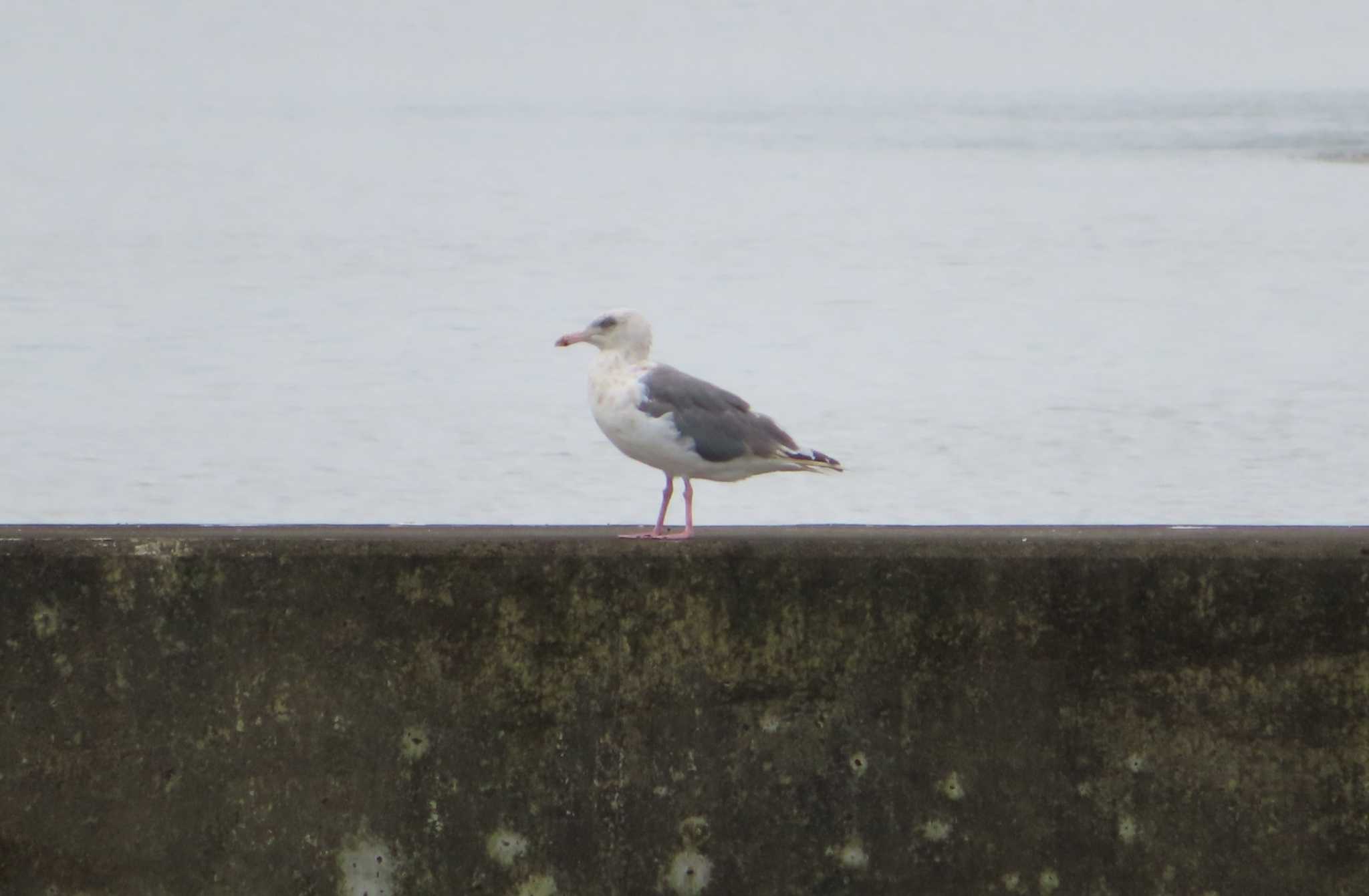 宮城県 鳥の海 セグロカモメの写真 by ゆ