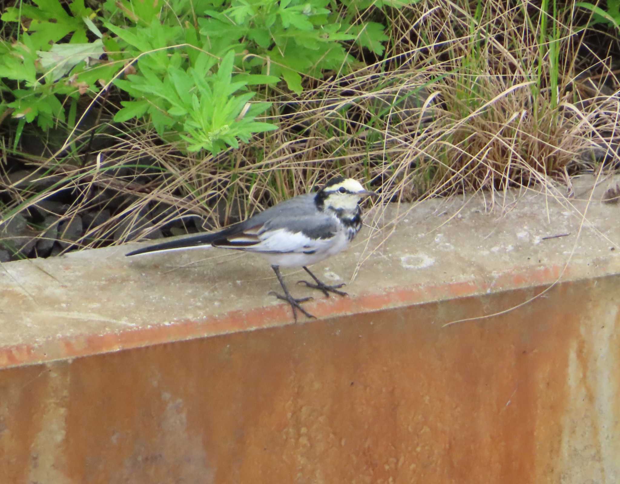 White Wagtail