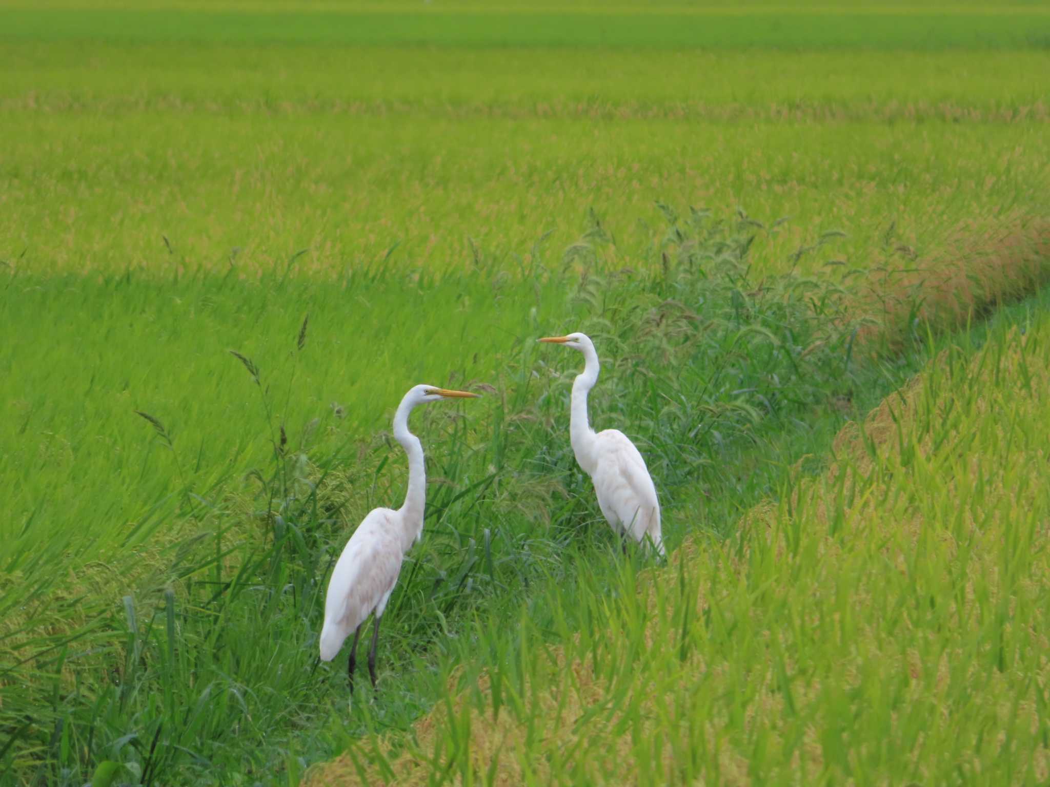 宮城県 鳥の海 ダイサギの写真 by ゆ