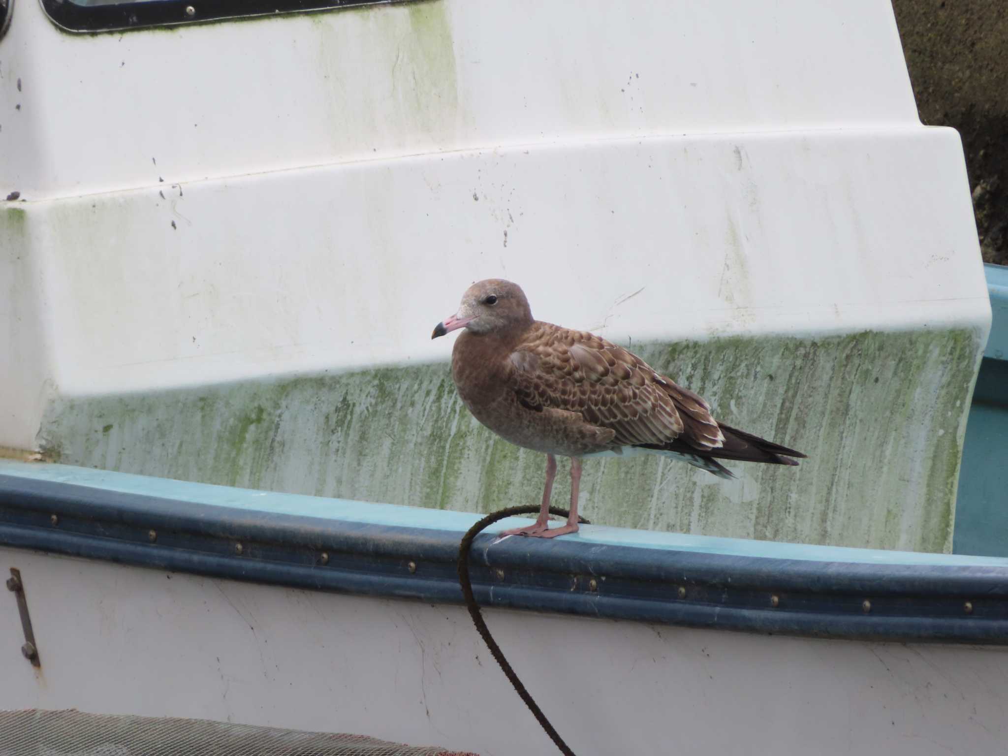 宮城県 鳥の海 ウミネコの写真 by ゆ