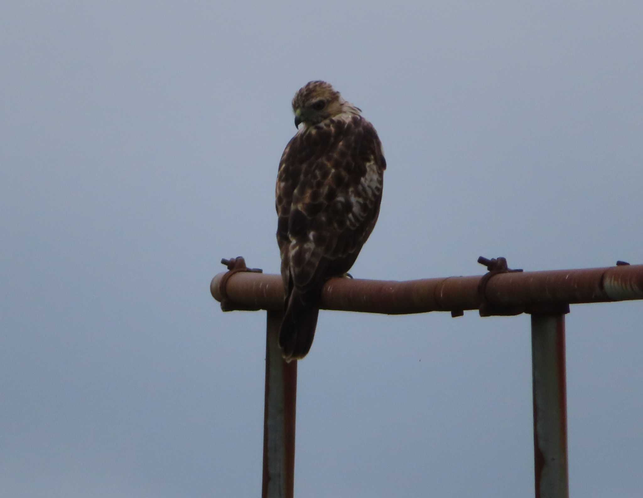 Eastern Buzzard