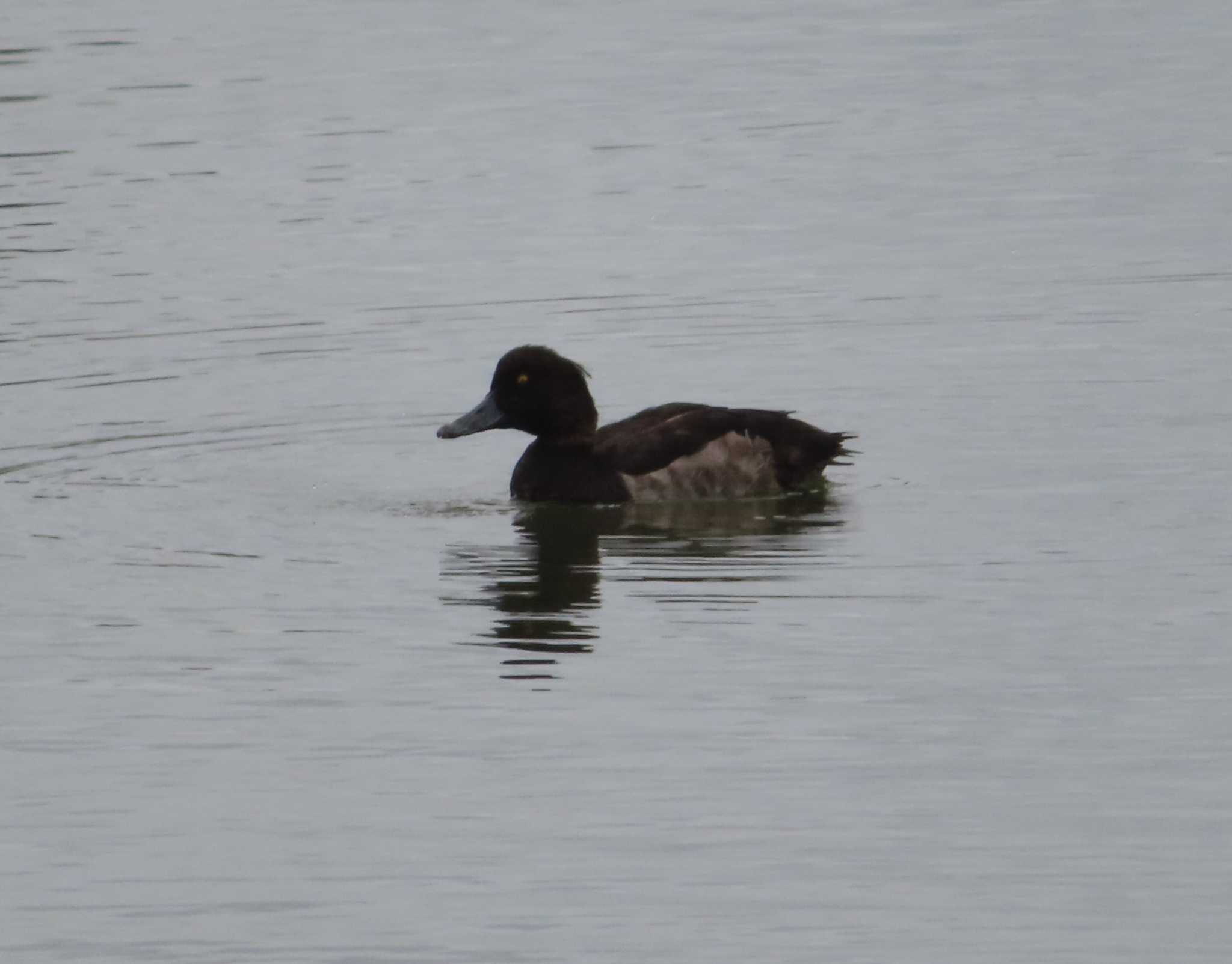 Photo of Tufted Duck at 宮城県 鳥の海 by ゆ