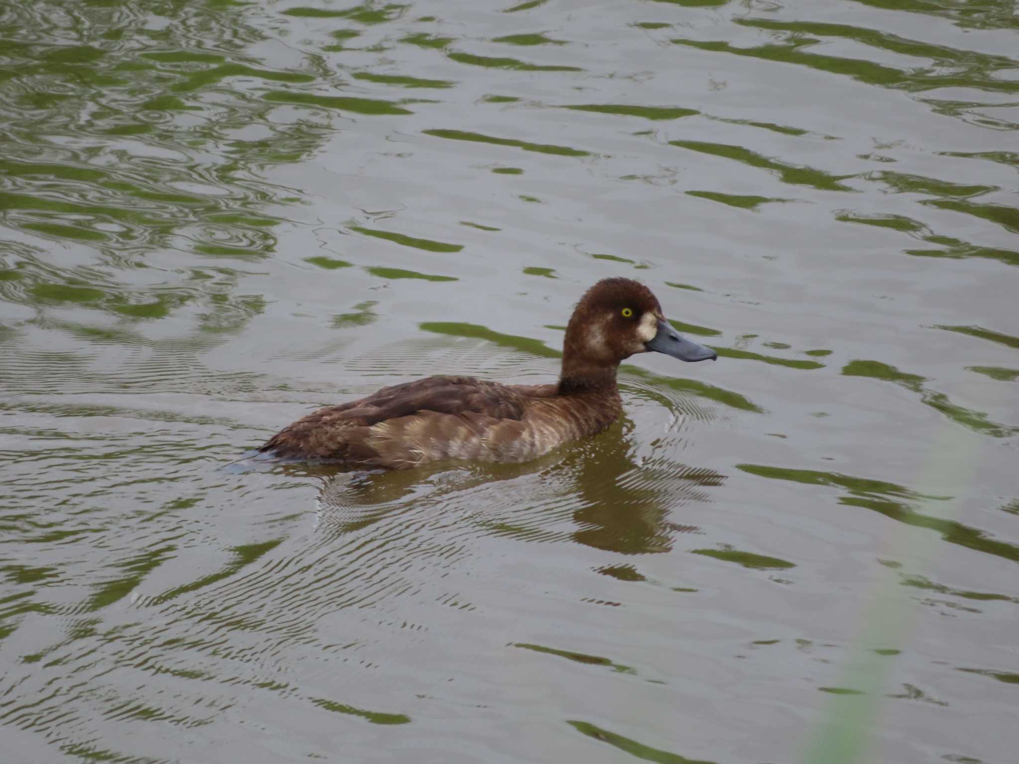 Greater Scaup