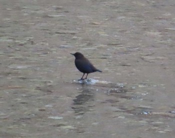 Brown Dipper 広瀬川上流 Sun, 9/6/2020