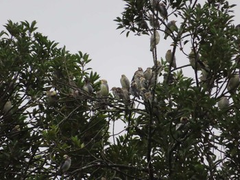 Chestnut-cheeked Starling 仙台市泉区 Sun, 9/6/2020