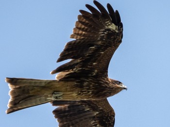 2020年9月5日(土) みなとみらいの野鳥観察記録