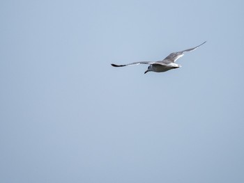 Black-headed Gull Minatomirai Sat, 9/5/2020