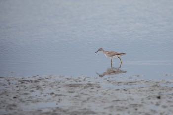 キアシシギ ふなばし三番瀬海浜公園 2020年9月6日(日)