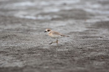 2020年9月6日(日) ふなばし三番瀬海浜公園の野鳥観察記録