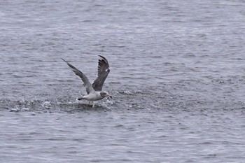 Black-tailed Gull 堺浜 Sun, 9/6/2020