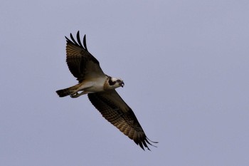 Osprey 堺浜 Sun, 9/6/2020