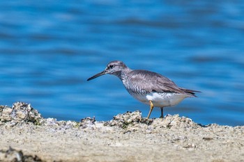 キアシシギ 魚住海岸 2020年8月27日(木)