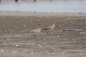 オオソリハシシギ ふなばし三番瀬海浜公園 2020年9月6日(日)