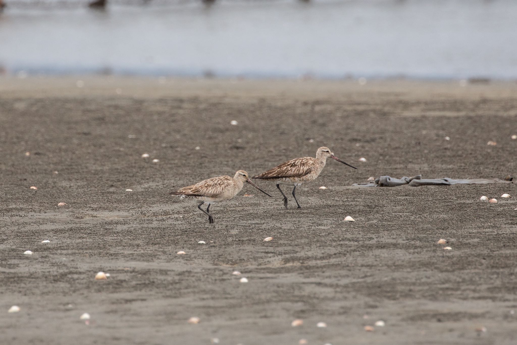 ふなばし三番瀬海浜公園 オオソリハシシギの写真 by Leaf