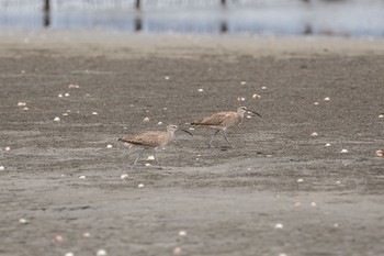 チュウシャクシギ ふなばし三番瀬海浜公園 2020年9月6日(日)