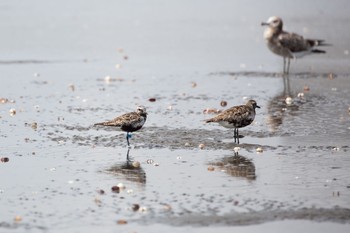 ダイゼン ふなばし三番瀬海浜公園 2020年9月6日(日)