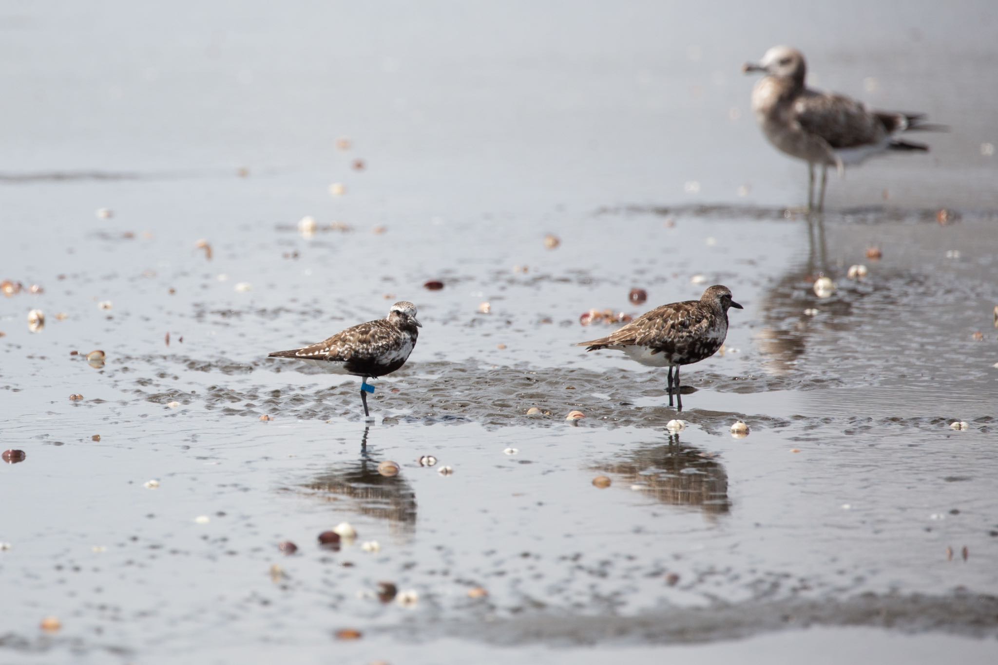 ふなばし三番瀬海浜公園 ダイゼンの写真 by Leaf