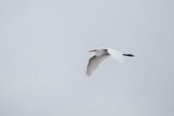 ダイサギ ふなばし三番瀬海浜公園 2020年9月6日(日)