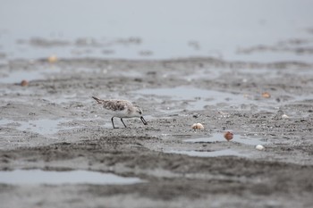 ミユビシギ ふなばし三番瀬海浜公園 2020年9月6日(日)